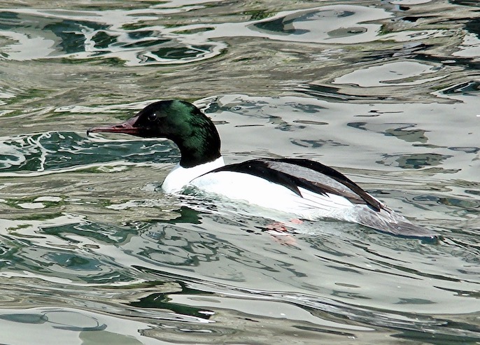 goosander